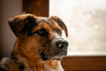 Lazy Australian Shepard Dogs Relaxing Inside a messy house on a sunny afternoon