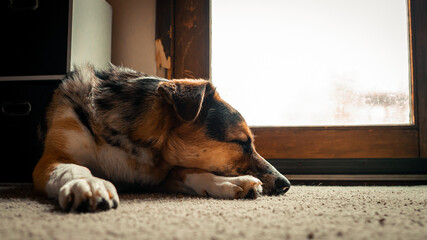 Lazy Australian Shepard Dogs Relaxing Inside a messy house on a sunny afternoon