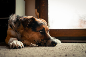 Lazy Australian Shepard Dogs Relaxing Inside a messy house on a sunny afternoon