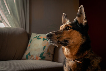 Lazy Australian Shepard Dogs Relaxing Inside a messy house on a sunny afternoon