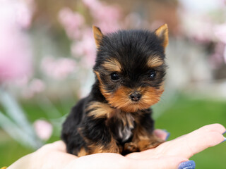 Little Yorkshire Terrier Puppy Sitting in girl's arms amid flowering tree with pink flowers. Cute Dog. Copy space for text