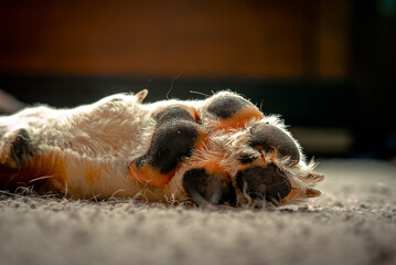 Lazy Australian Shepard Dogs Relaxing Inside a messy house on a sunny afternoon