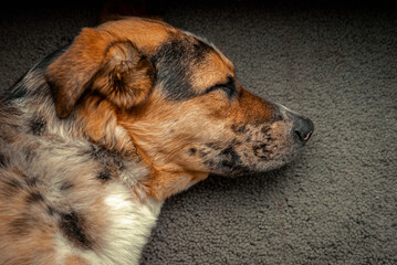 Lazy Australian Shepard Dogs Relaxing Inside a messy house on a sunny afternoon