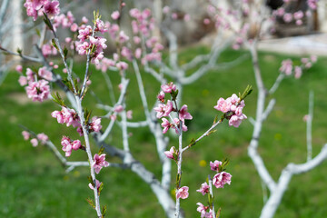 Selective focus of beautiful branches of pink Cherry blossoms on the tree. Nature floral background