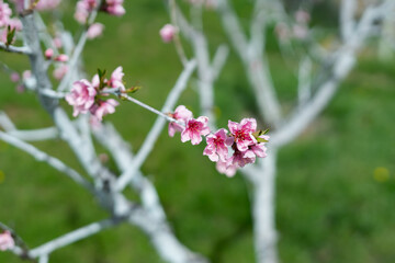 Selective focus of beautiful branches of pink Cherry blossoms on the tree. Nature floral background