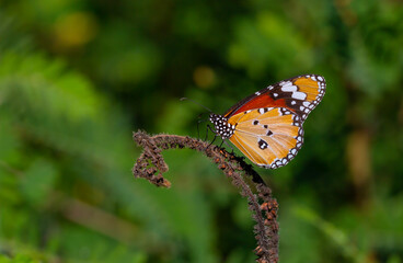 tropical butterfly perched on leaves in the forest