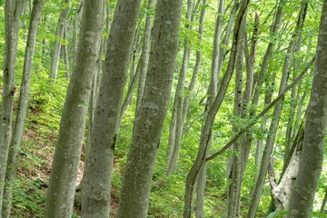 Obraz premium 新緑のブナ林