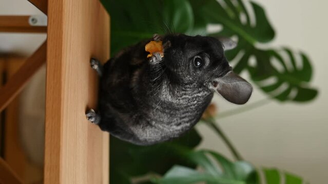 Black chinchilla standing on table