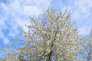White Blooming Cherry Tree