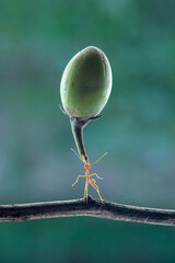 The power of weaver ant, Oecophylla lift Mimusop elengi  fruit