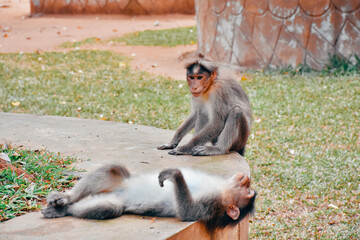 Monkeys sitting on the ground