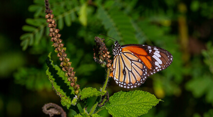 tropical butterfly perched on leaves in the forest