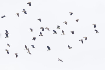 group of isolated flying lapwings (vanellus vanellus)