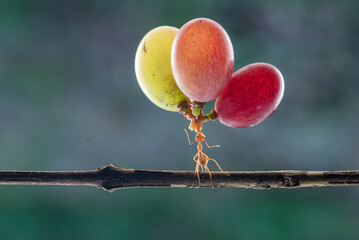 The power of weaver ant, Oecophylla lift grape fruit