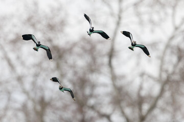 four flying lapwings (vanellus vanellus) in front of trees