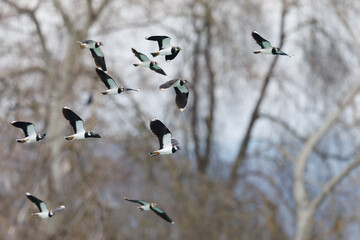 flying lapwing flock (vanellus vanellus) in front of trees - 594300529