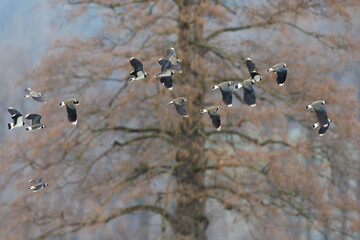 group of lapwings (vanellus vanellus) flying in front of tree