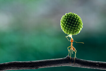 The power of weaver ant,Oecophylla lift Leucaena glauca flower