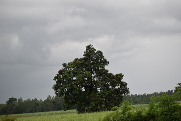 Fototapeta premium tree in the field