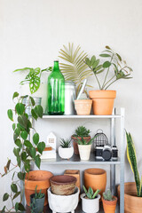 beautiful plants for home decoration