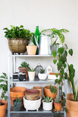 beautiful plants for home decoration