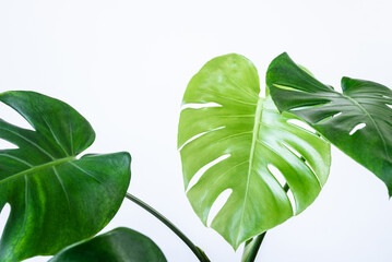 monstera leafs on white background