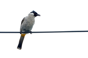 bird on a wire