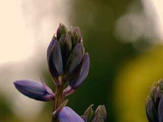 Bluebell flower budding in English springtime macro 