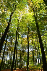 Naklejka premium Baumriesen