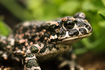 frog on the ground