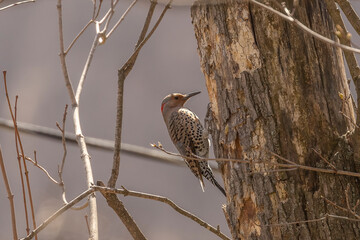 Female Northern Flicker clings to a tree stump