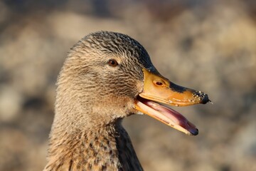 Closeup shot of details on a brown mallard duck face