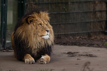 Lion lying on the ground in its habitat