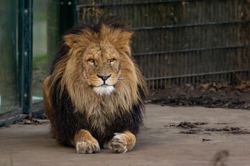 Lion lying on the ground in its habitat