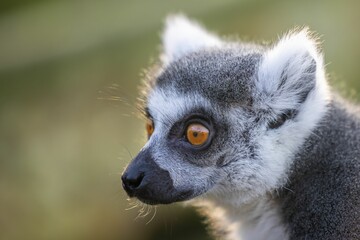Portrait of a lemur against a green background