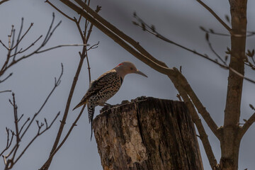 Female Northern Flicker stands on top of a tree stump