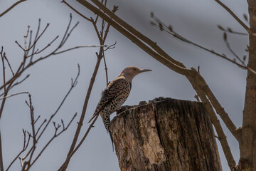 Female Northern Flicker stands on top of a tree stump