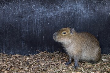 Capybara in its habitat in zoo