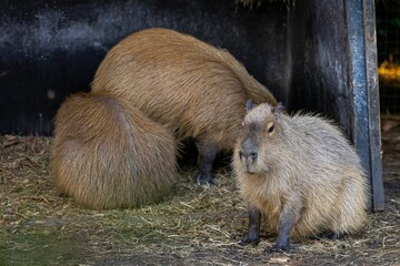 Capybara family in their habitat in zoo