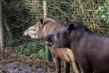 Fototapeta premium Couple of tapirs in a zoo