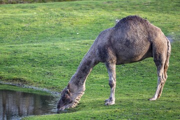 Camel on a grassy meadow drinking water from a pond