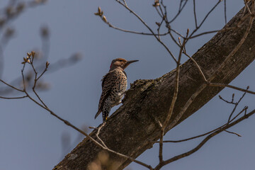 Female Northern Flicker clings to a tree branch