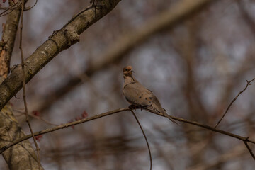 Mourning Dove perched on a tree branch