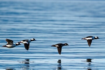 Closeup of a flock of buffleheads flying above a lake on a sunny day