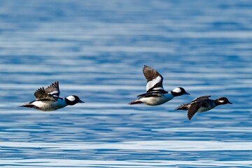Closeup of a flock of buffleheads flying above a lake on a sunny day