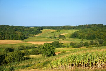 Fototapeta na wymiar field of crops and corn on a hill in the countryside