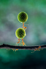 The power of weaver ant,Oecophylla lift Leucaena glauca flower
