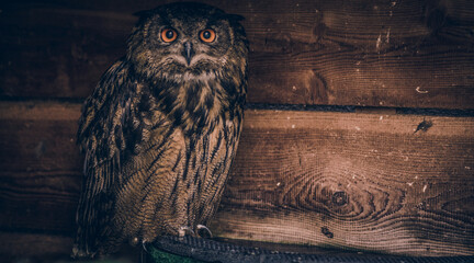 Owl