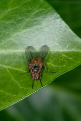 A small fly (musca domestica) at rest on an ivy leaf.  Closeup