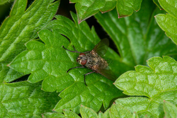 A small fly (musca domestica) at rest on a leaf.  Closeup